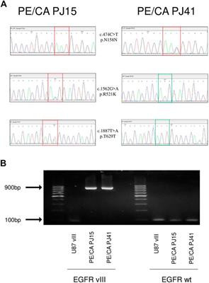 EGFR Alterations Influence the Cetuximab Treatment Response and c-MET Tyrosine-Kinase Inhibitor Sensitivity in Experimental Head and Neck Squamous Cell Carcinomas